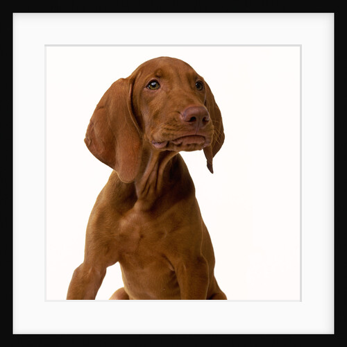 Hungarian Vizsala Puppy by Anonymous