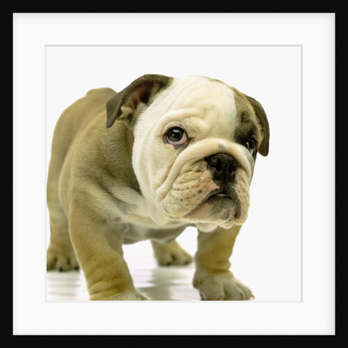 English Bulldog Puppy by Anonymous