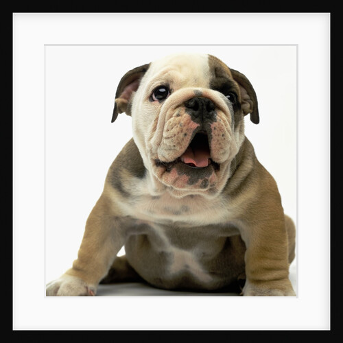 English Bulldog Puppy by Anonymous