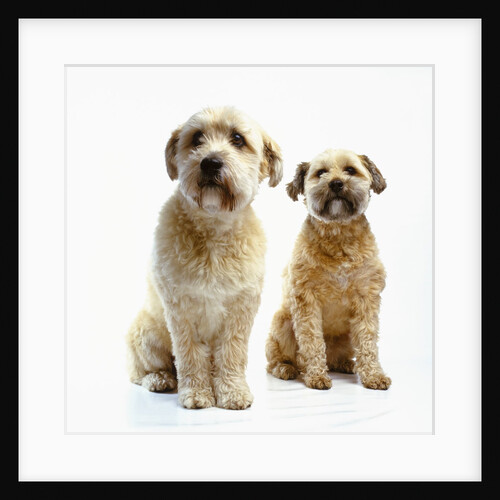 Trimmed Wheaten Terriers by Anonymous