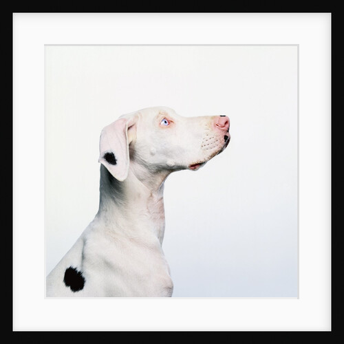 Spotted Great Dane with Blue Eyes by Anonymous