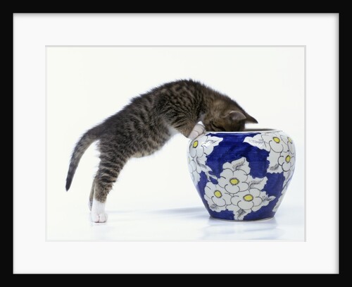 Kitten Looking in Decorated Vase by Anonymous