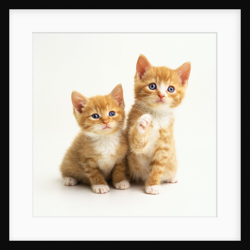 Two Kittens by Anonymous