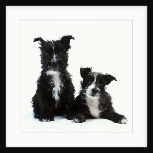Two Terrier Puppies by Anonymous
