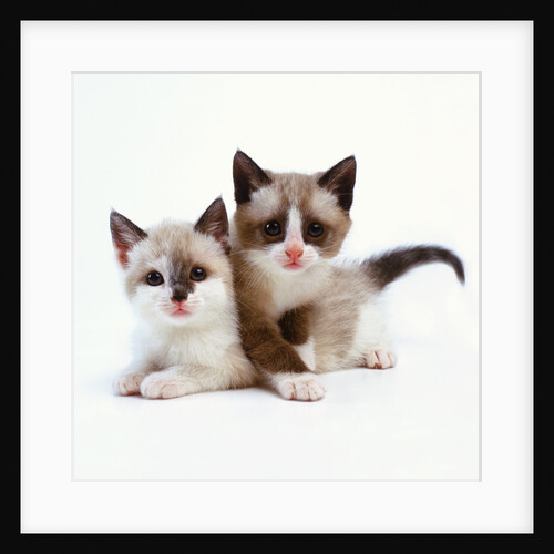 Two Tan and White Kittens by Anonymous