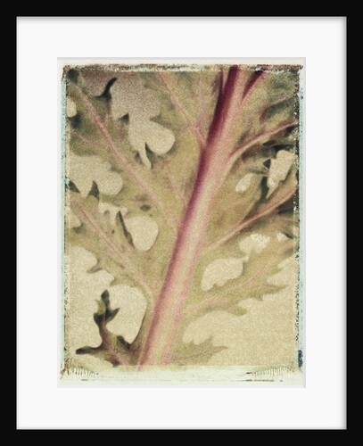 Kale by Jennifer Kennard