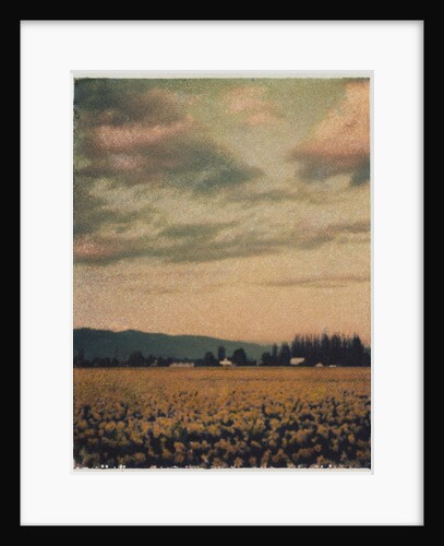 Skagit Daffodils #2 by Jennifer Kennard