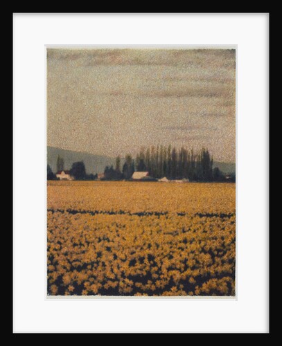 Skagit Daffodils by Jennifer Kennard