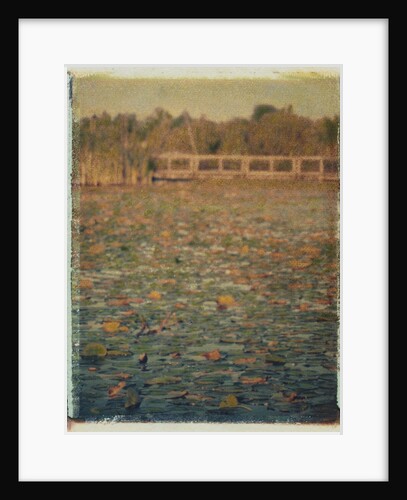 Foster Island Lily Pads by Jennifer Kennard