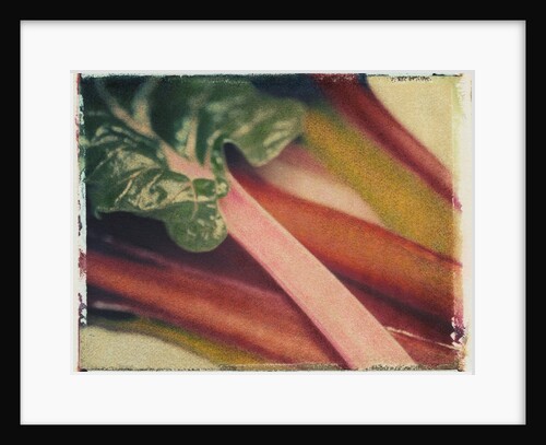 Chard by Jennifer Kennard