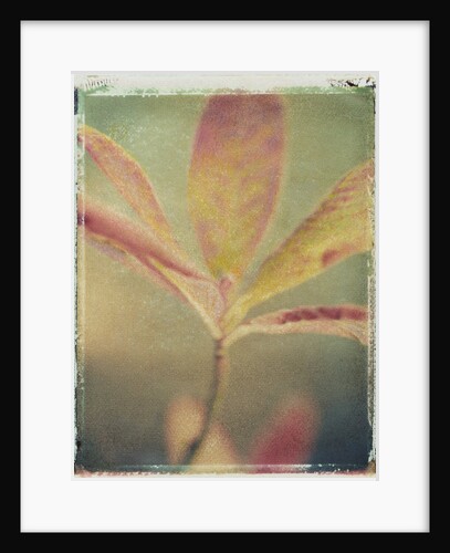 Deciduous Azalea by Jennifer Kennard