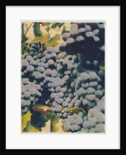 Merlot #2 by Jennifer Kennard