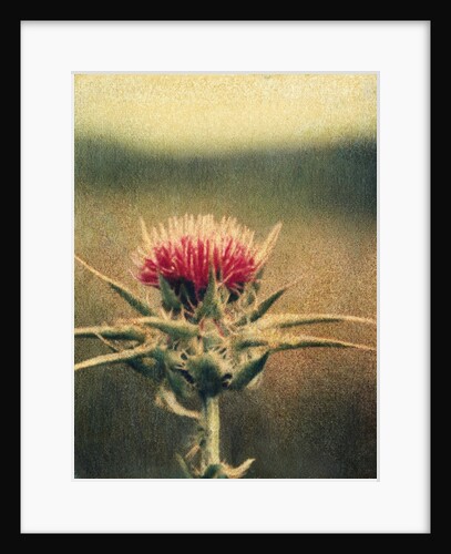 Thistle by Jennifer Kennard