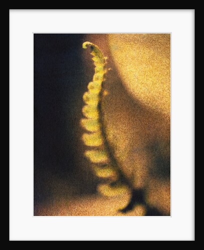 New Fern by Jennifer Kennard