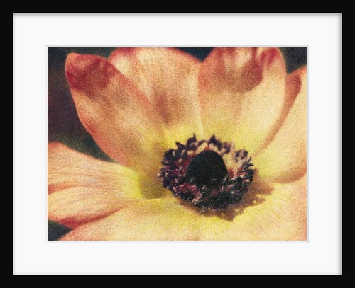 Anemone by Jennifer Kennard