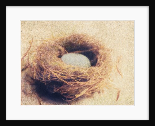 Bird's Nest by Jennifer Kennard