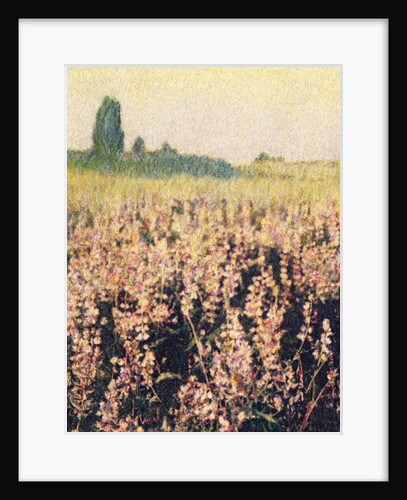 Wild Lupines by Jennifer Kennard