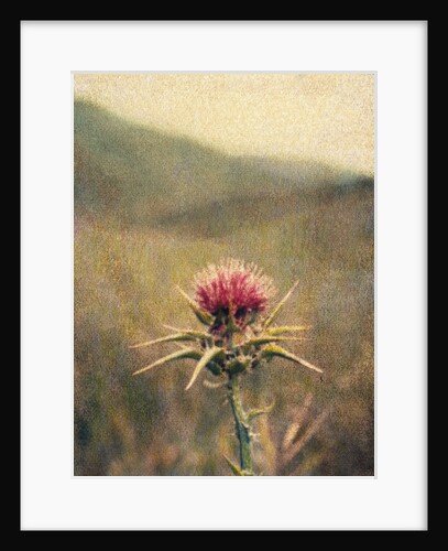 Thistle #2 by Jennifer Kennard