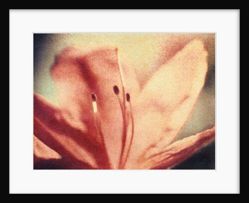 Azalea Bloom by Jennifer Kennard