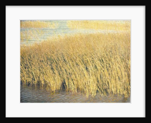 Beach Grass by Jennifer Kennard