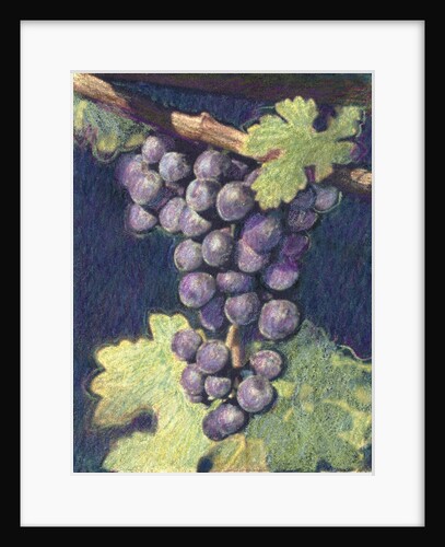Cabernet Franc Cluster by Jennifer Kennard