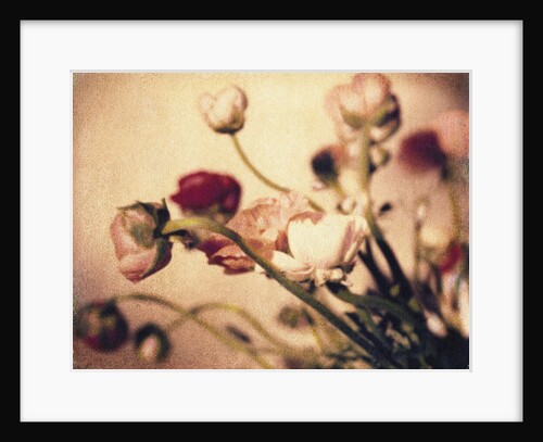 Ranunculus #2 by Jennifer Kennard