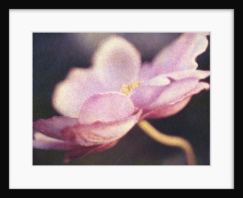 Japanese Anemone Blossom by Jennifer Kennard