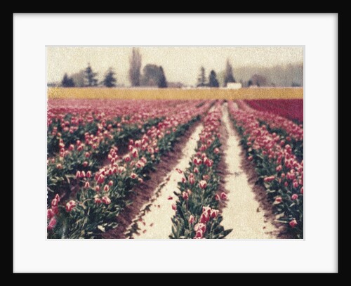 Skagit Valley Tulips by Jennifer Kennard