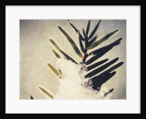Evergreen Bough in Snow by Jennifer Kennard
