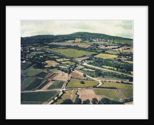 Vineyards by Jennifer Kennard