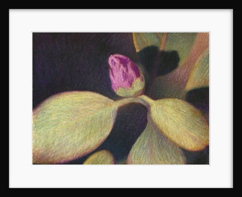 Rhododendron Bud by Jennifer Kennard