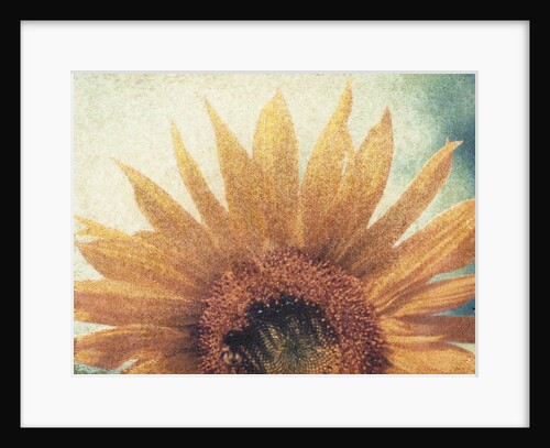 Sunflower by Jennifer Kennard