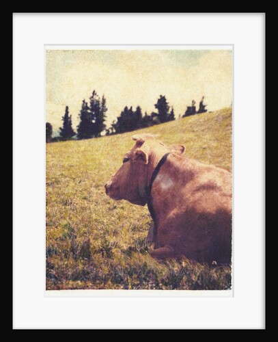 Alpine Cow #2 by Jennifer Kennard