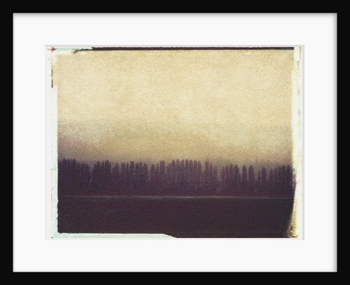Skagit Valley Poplars #2 by Jennifer Kennard