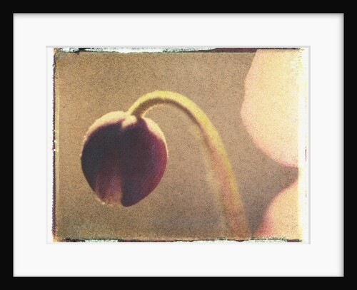 Anemone Bud by Jennifer Kennard