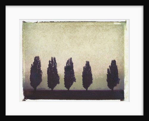 Five Poplars by Jennifer Kennard