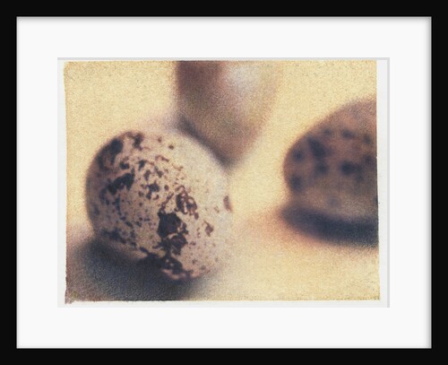 Quail Eggs by Jennifer Kennard