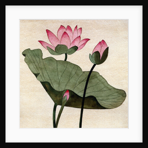 Lotus Blossom - 1 by Robert McIntosh