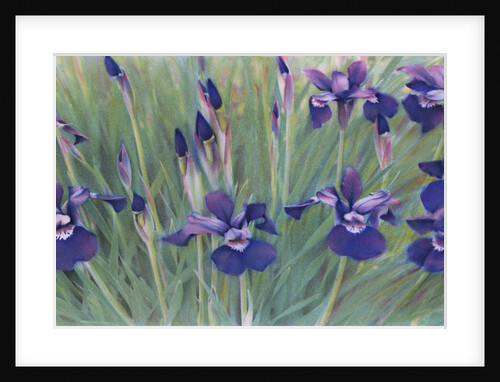 Irises by Kirsten Soderlind