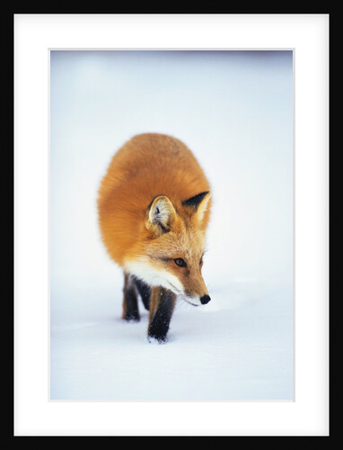 Red Fox in Snow by Anonymous