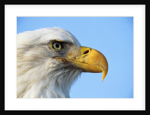 Bald Eagle Profile by Anonymous