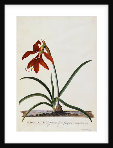 Jacobean Lily by Georg Dionysius Ehret