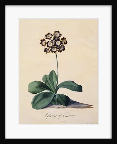 Botanical Print of Glory of Chilton by Johann Wilhelm Weinmann