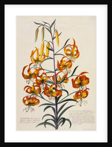 Botanical Print of American Turkscap Lily by Johann Wilhelm Weinmann