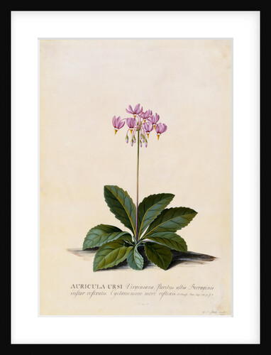 Botanical Print of Shooting Star by Johann Wilhelm Weinmann