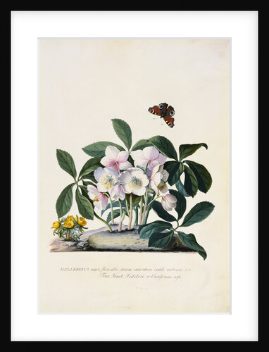 Christmas Rose and Winter Aconite by Johann Wilhelm Weinmann