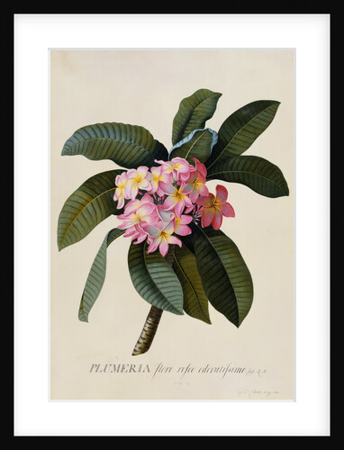 Botanical Print of Frangipani by Johann Wilhelm Weinmann