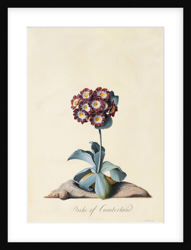 Botanical Print of Garden Auricula by Johann Wilhelm Weinmann