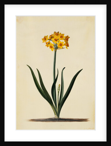 Botanical Print of Narcissus by Johann Wilhelm Weinmann