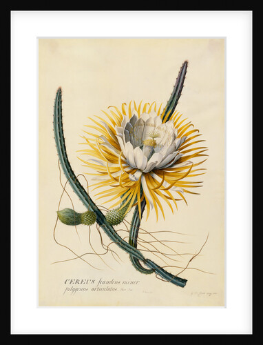 Botanical Print of Queen of the Night by Johann Wilhelm Weinmann